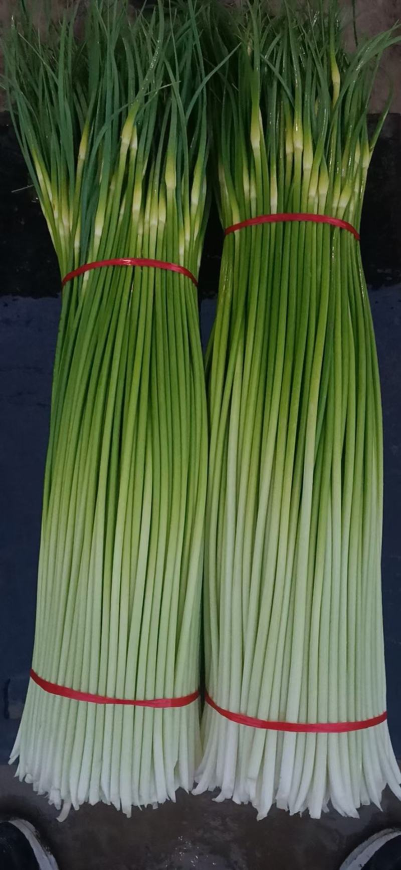 徐州丰县蒜苔大量上市