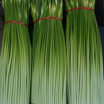 徐州丰县蒜苔大量上市