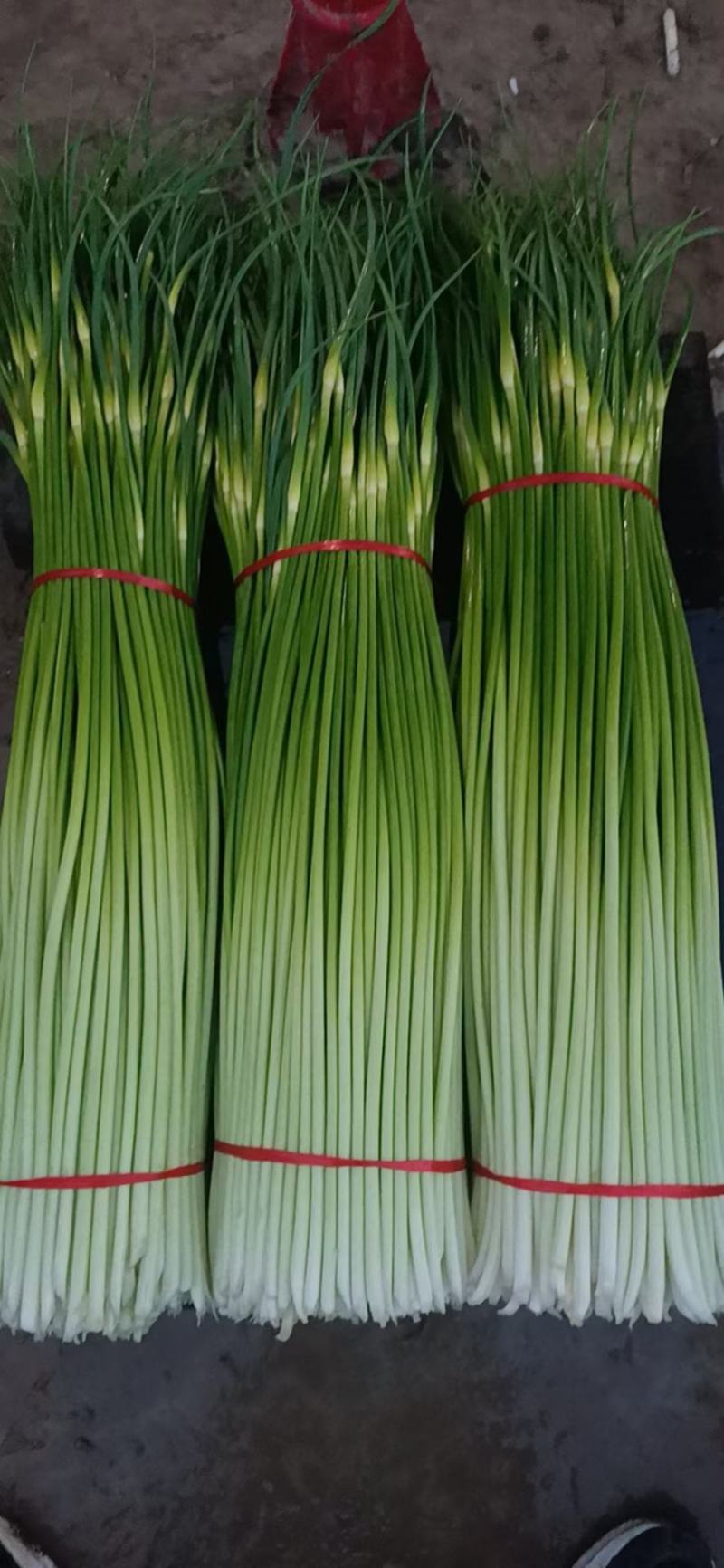 徐州丰县蒜苔大量上市