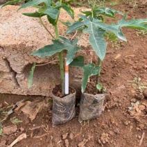 木瓜苗红肉木瓜苗大青木瓜苗当年种植当年挂果