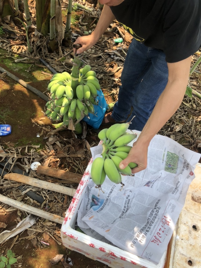 苹果香蕉一件代发~欢迎咨询