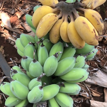 苹果香蕉一件代发~欢迎咨询