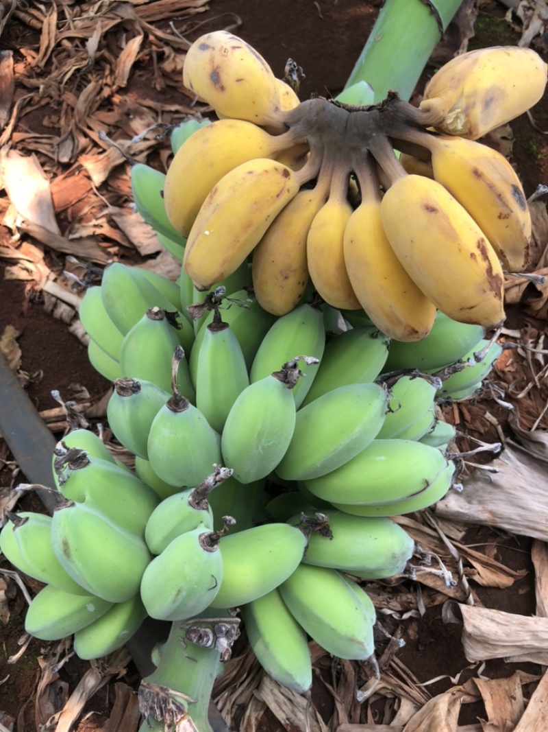 苹果香蕉一件代发~欢迎咨询