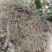 【包邮】野生黄独，黄药子根部鲜货，下单现采现发，可干货