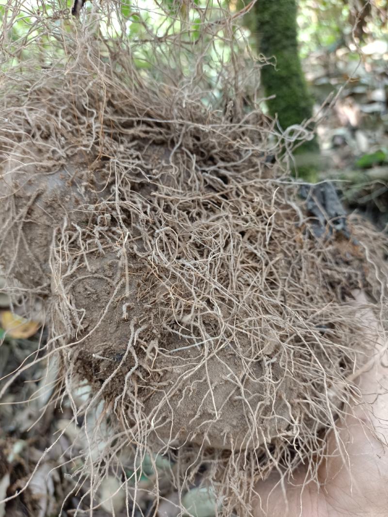 【包邮】野生黄独，黄药子根部鲜货，下单现采现发，可干货