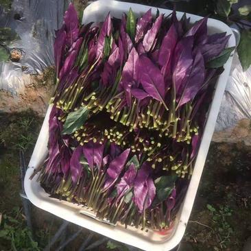 紫贝天葵，紫贝菜，观音菜