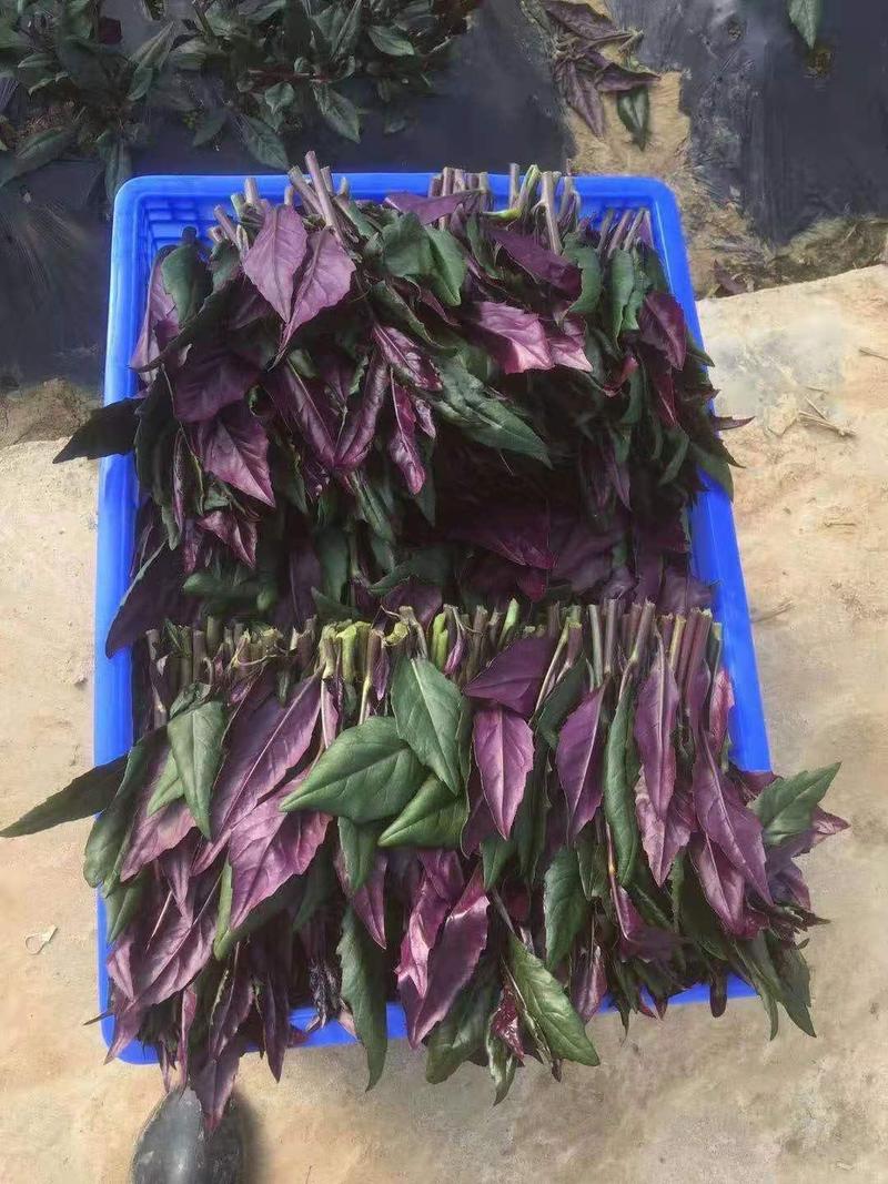 紫贝天葵，紫贝菜，观音菜