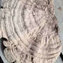野生树舌灵芝大量批发