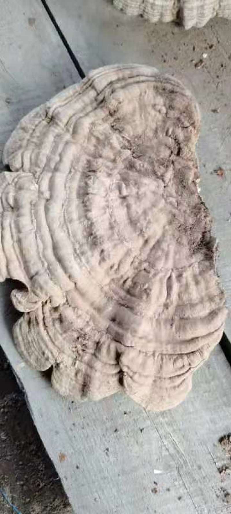 野生树舌灵芝大量批发