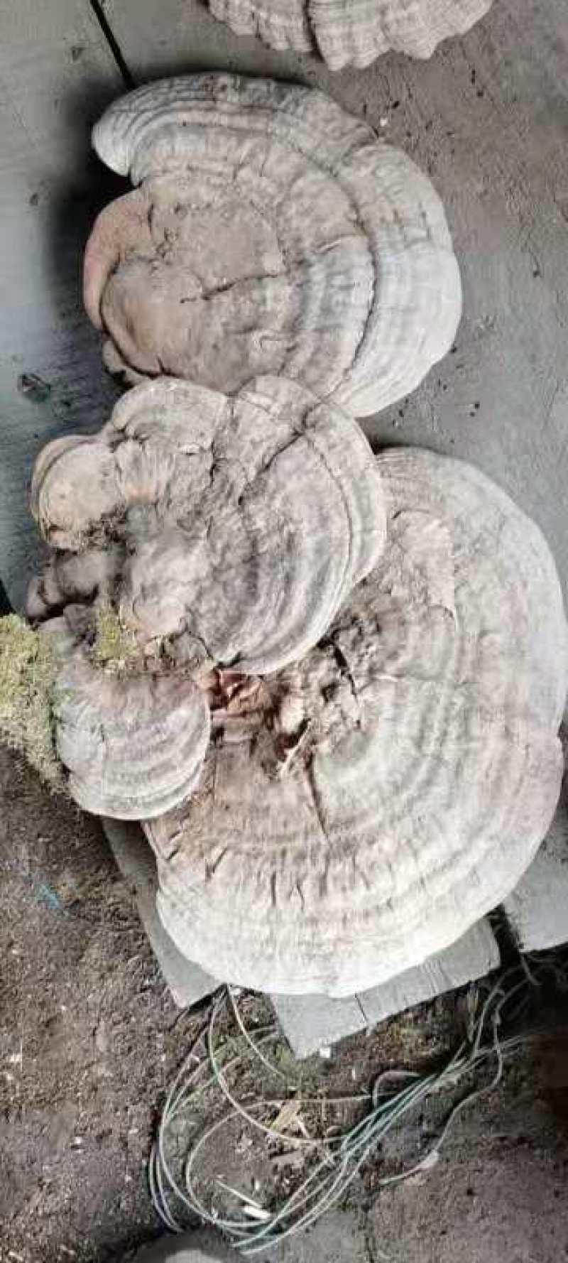 野生树舌灵芝大量批发