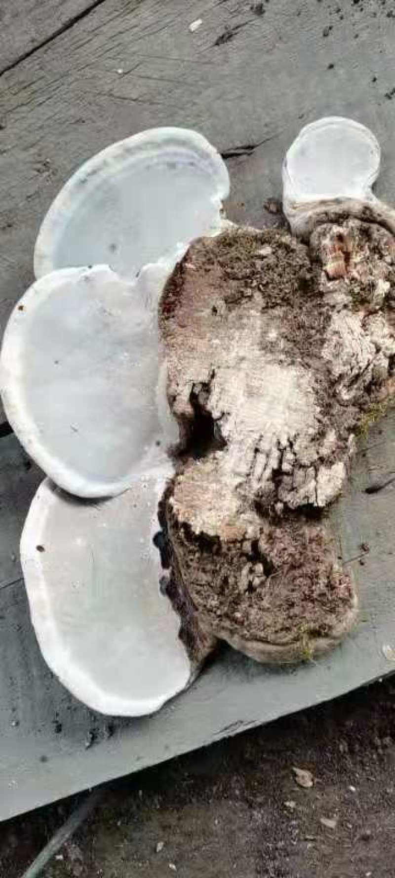 野生树舌灵芝大量批发