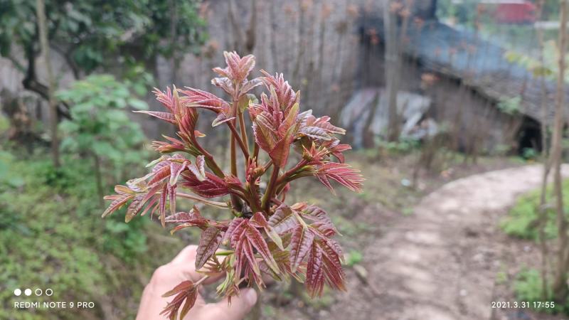 四川香椿芽大竹县红香椿芽本地一手货源包装运输一龙服务