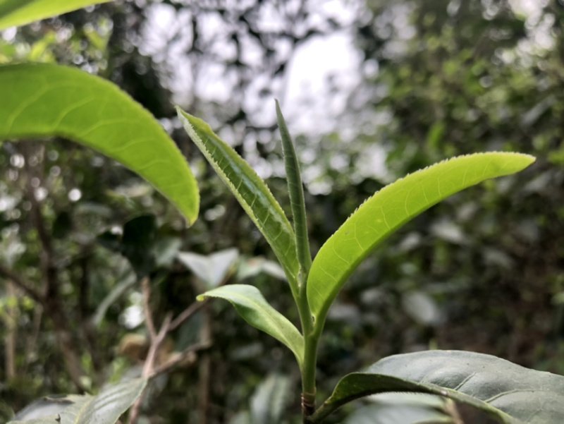 南糯山（普洱古树生茶）