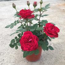 欧洲月季四季开花玫瑰花带花苞多种颜色基地发货