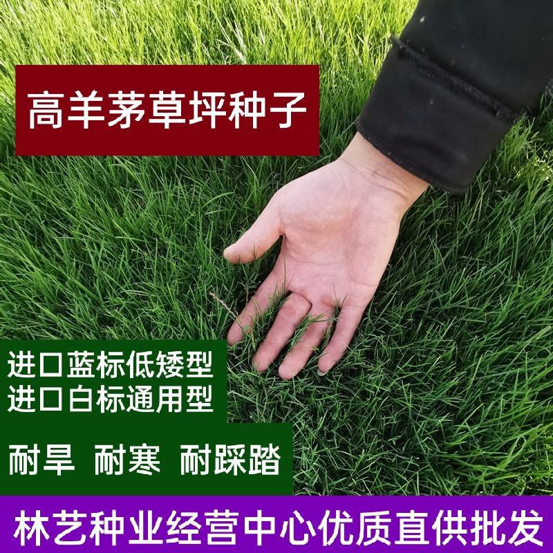 马尼拉百慕大高羊茅进口蓝标低矮白标草坪种子四季常青