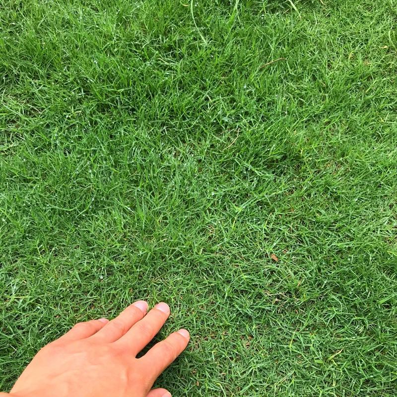 马尼拉百慕大高羊茅进口蓝标低矮白标草坪种子四季常青