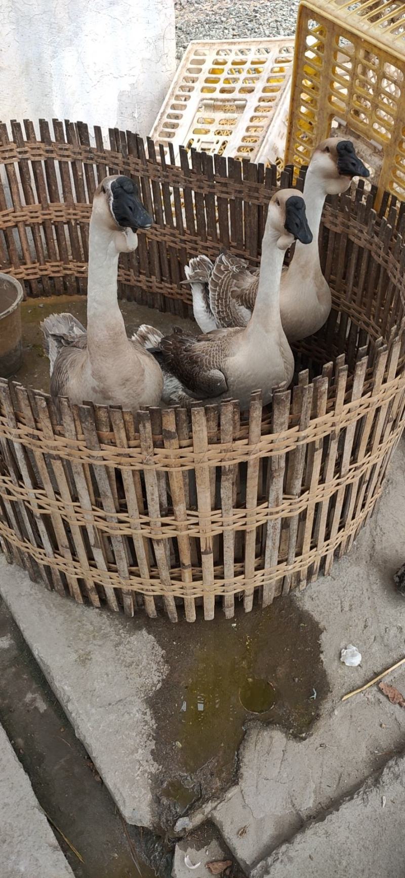 广西良种油茶苗基地出圃