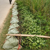 广西良种油茶苗基地出圃