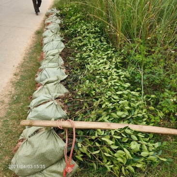 广西良种油茶苗基地出圃