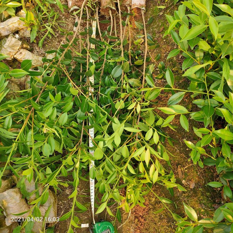 广西良种油茶苗基地出圃