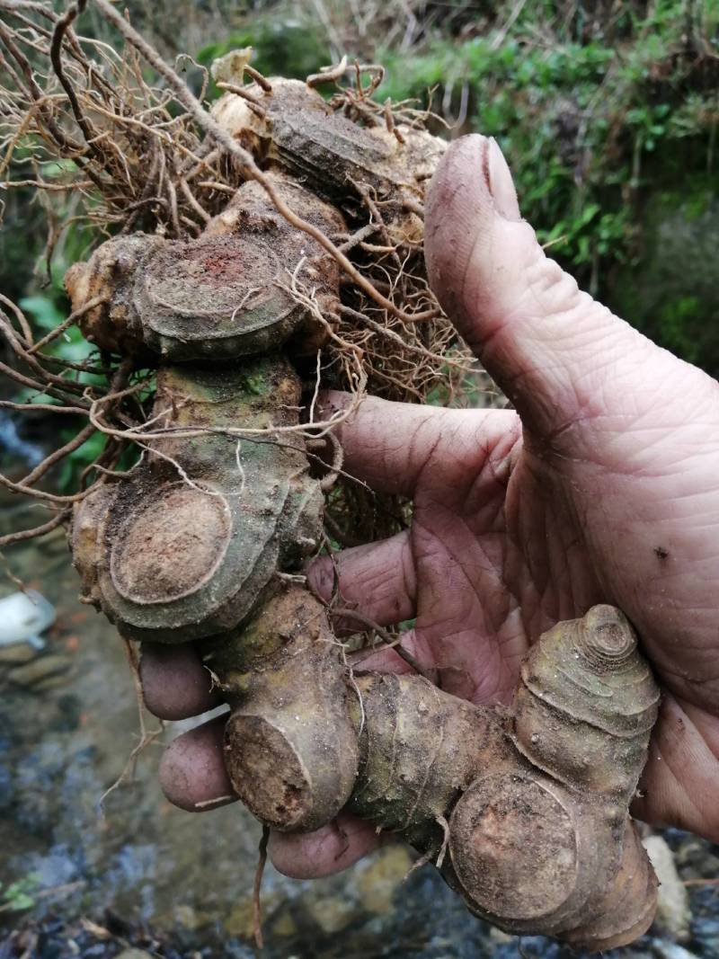 深山野生黄精多花姜形黄精甜黄精十年以上野生