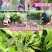 荔枝苗妃子笑荔枝树苗桂味荔枝苗无核荔枝苗嫁接苗带叶带根带