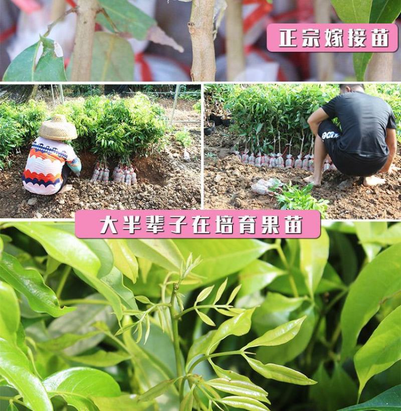 荔枝苗妃子笑荔枝树苗桂味荔枝苗无核荔枝苗嫁接苗带叶带根带