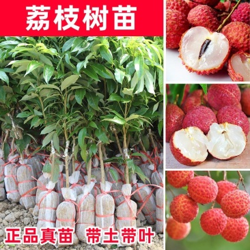 荔枝苗妃子笑荔枝树苗桂味荔枝苗无核荔枝苗嫁接苗带叶带根带