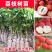 荔枝苗妃子笑荔枝树苗桂味荔枝苗无核荔枝苗嫁接苗带叶带根带