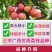 荔枝苗妃子笑荔枝树苗桂味荔枝苗无核荔枝苗嫁接苗带叶带根带