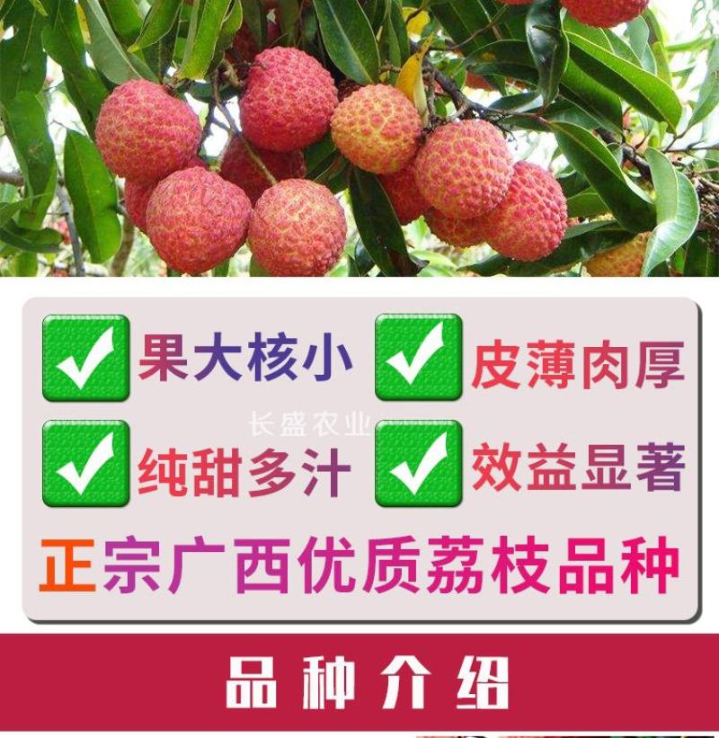 荔枝苗妃子笑荔枝树苗桂味荔枝苗无核荔枝苗嫁接苗带叶带根带