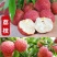 荔枝苗妃子笑荔枝树苗桂味荔枝苗无核荔枝苗嫁接苗带叶带根带