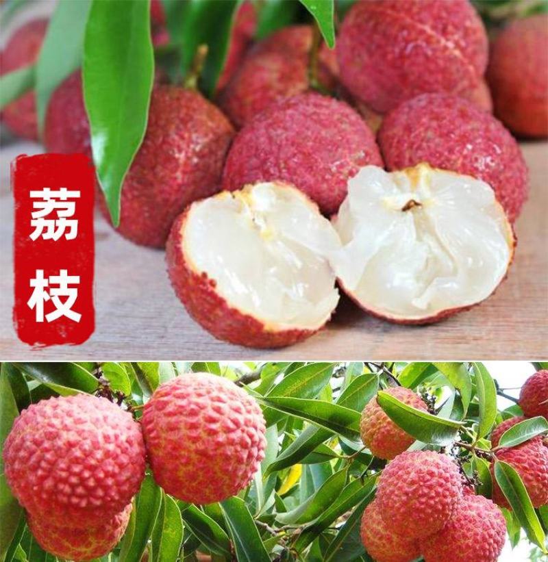 荔枝苗妃子笑荔枝树苗桂味荔枝苗无核荔枝苗嫁接苗带叶带根带