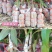 荔枝苗妃子笑荔枝树苗桂味荔枝苗无核荔枝苗嫁接苗带叶带根带
