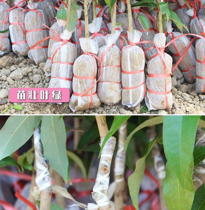 荔枝苗妃子笑荔枝树苗桂味荔枝苗无核荔枝苗嫁接苗带叶带根带