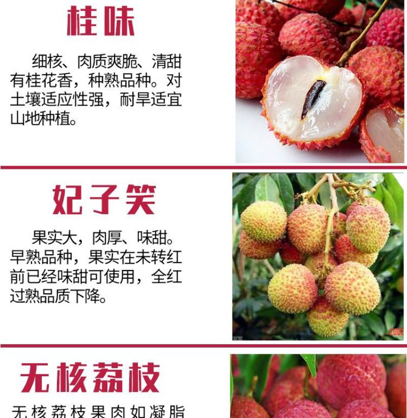 荔枝苗妃子笑荔枝树苗桂味荔枝苗无核荔枝苗嫁接苗带叶带根带