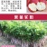 荔枝苗妃子笑荔枝树苗桂味荔枝苗无核荔枝苗嫁接苗带叶带根带