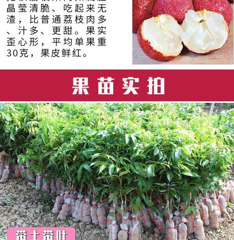 荔枝苗妃子笑荔枝树苗桂味荔枝苗无核荔枝苗嫁接苗带叶带根带