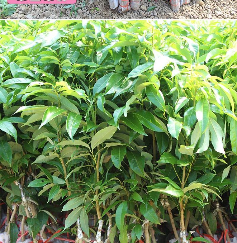 荔枝苗妃子笑荔枝树苗桂味荔枝苗无核荔枝苗嫁接苗带叶带根带