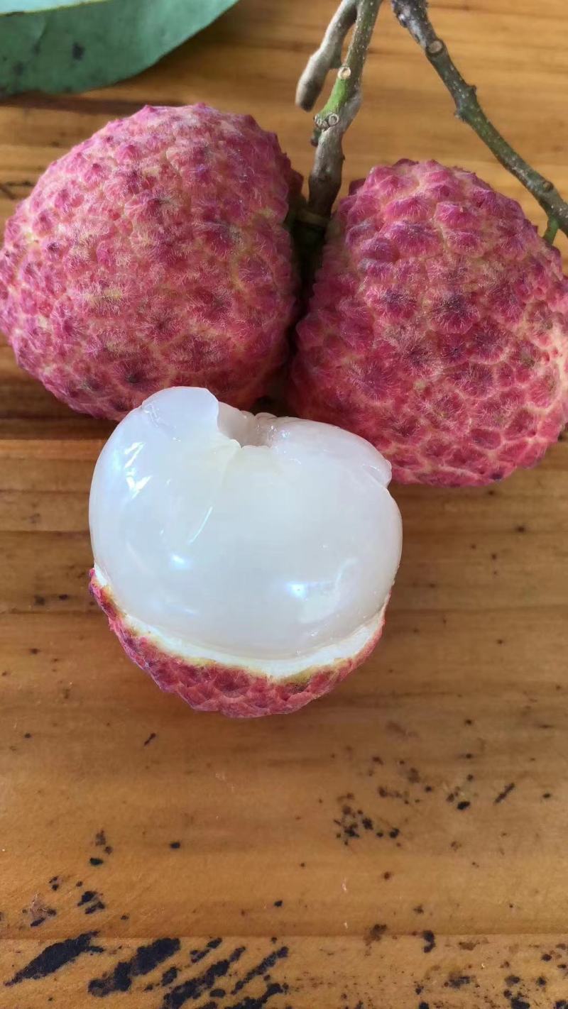 荔枝苗妃子笑荔枝树苗桂味荔枝苗无核荔枝苗嫁接苗带叶带根带