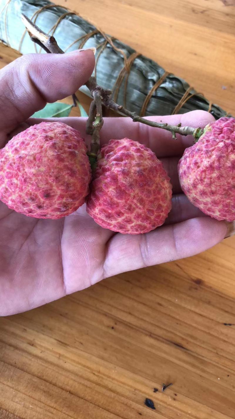 荔枝苗妃子笑荔枝树苗桂味荔枝苗无核荔枝苗嫁接苗带叶带根带