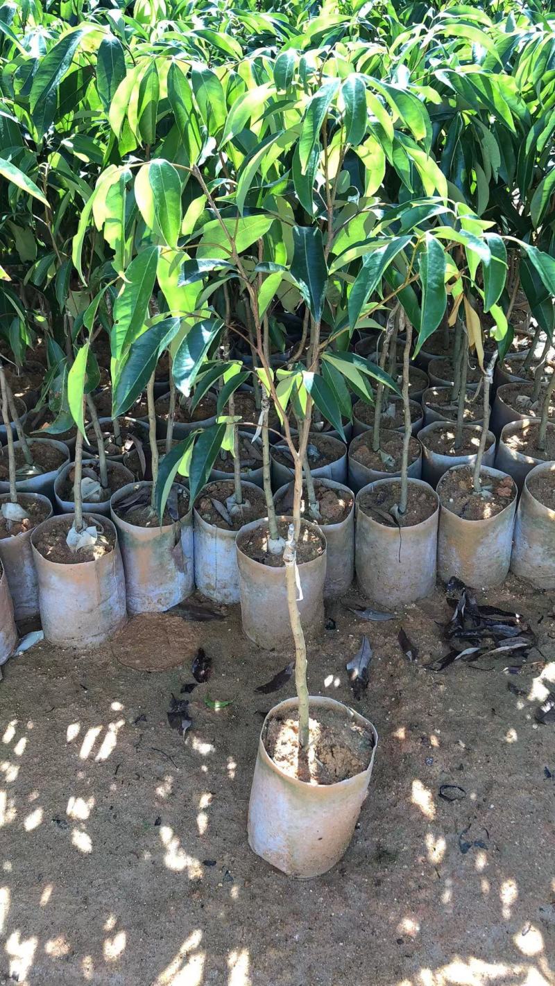 荔枝苗妃子笑荔枝树苗桂味荔枝苗无核荔枝苗嫁接苗带叶带根带