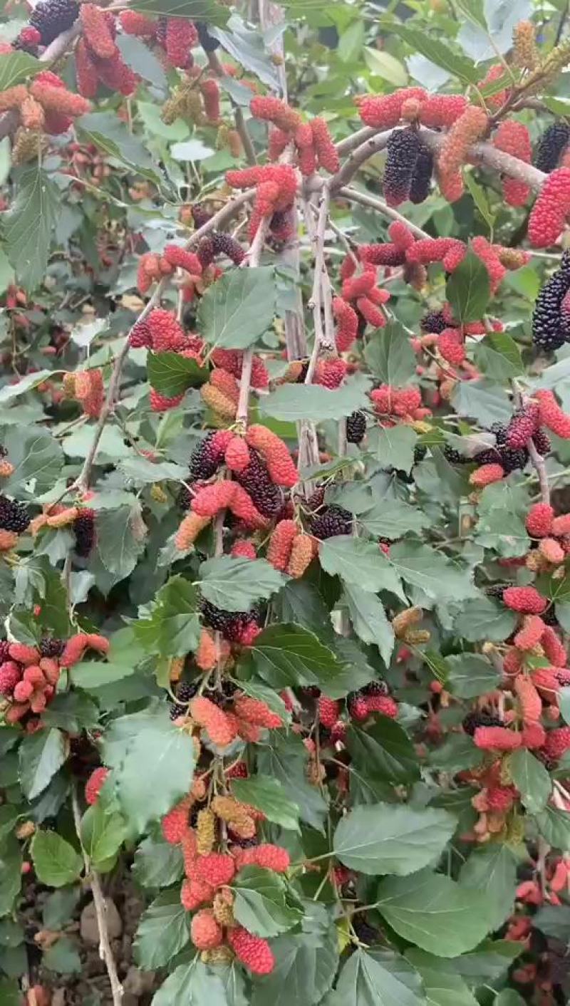 果树苗桑葚树苗嫁接桑树苗地栽盆栽桑葚苗南方北方种植当年