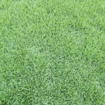 绿化草皮、承接铺草皮工程等绿化项目