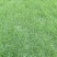 绿化草皮、承接铺草皮工程等绿化项目