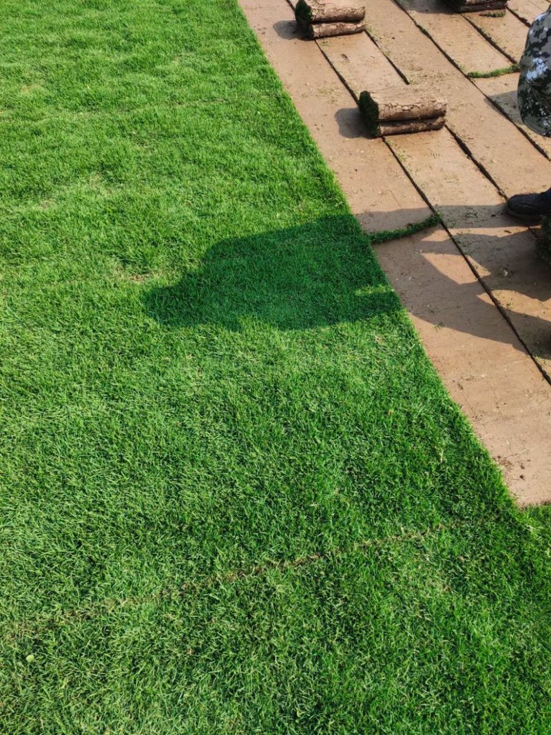 草皮、各类草皮基地直销、承接铺草皮、养护业务。