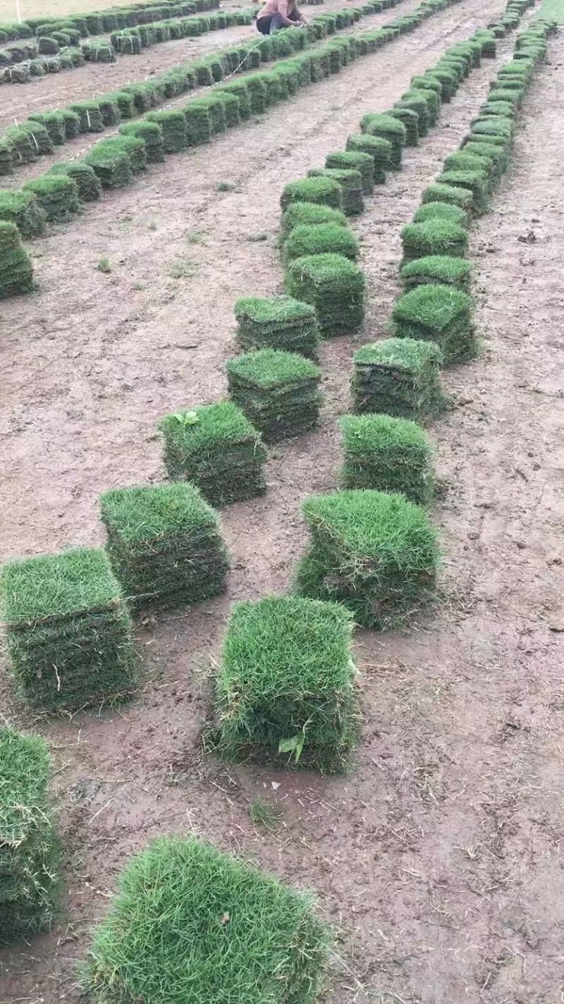 草皮、各类草皮基地直销、承接铺草皮、养护业务。