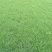 草皮、各类草皮基地直销、承接铺草皮、养护业务。