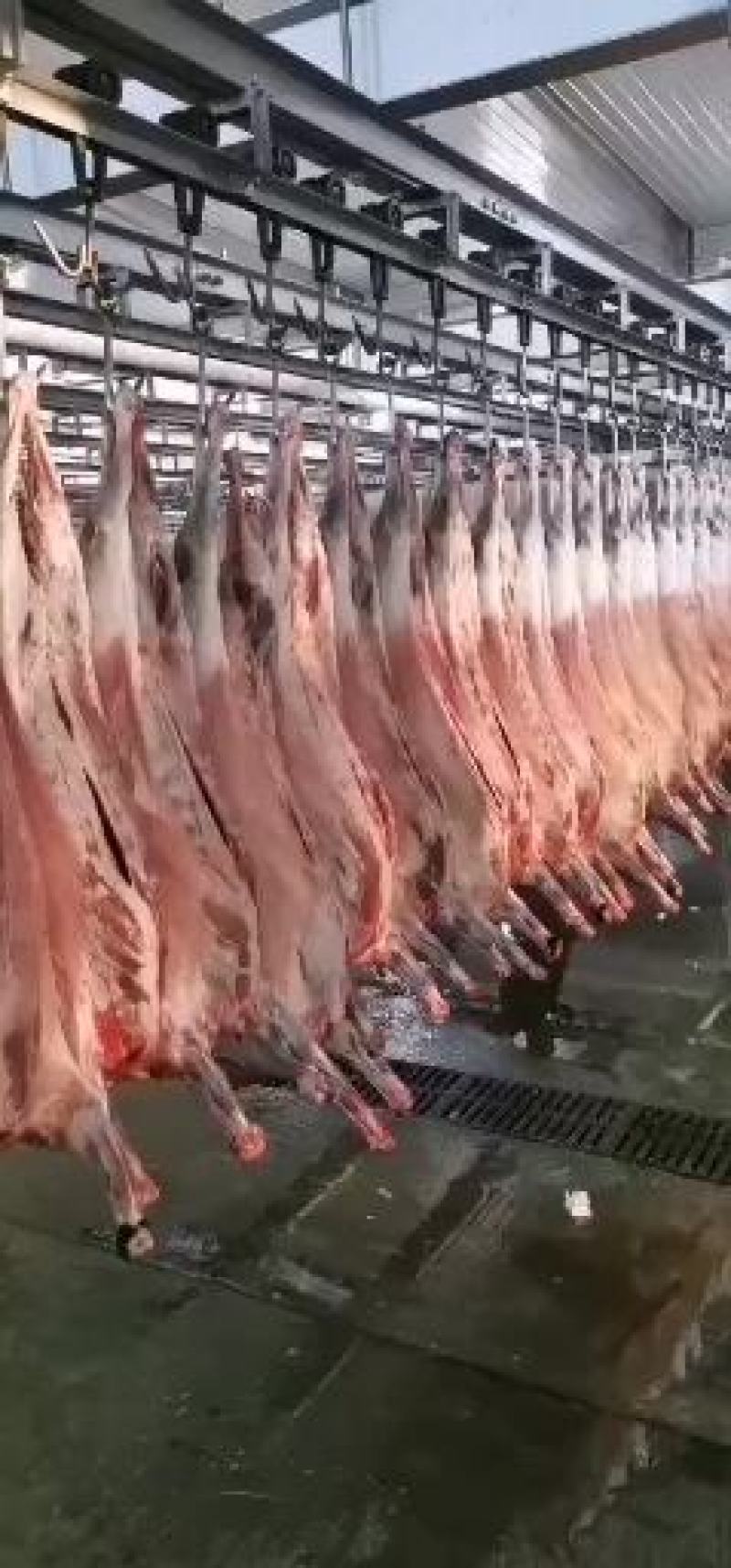 青藏高原藏羊肉口感纯正新鲜发货全国包邮批发零售