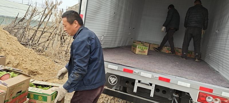 山东省青州市迷迭香基地大量上新迷迭香产地